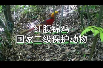 红腹锦鸡 国家二级保护动物