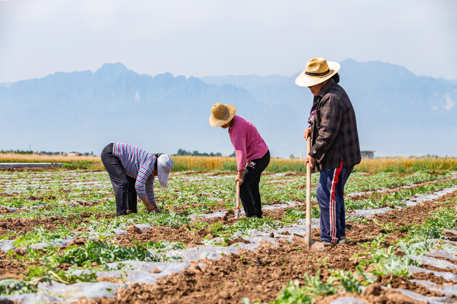 政企协同 莱西夏格庄镇探索社会化服务农民种地新模式