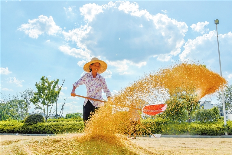 兴国县：天晴晒谷忙（图）