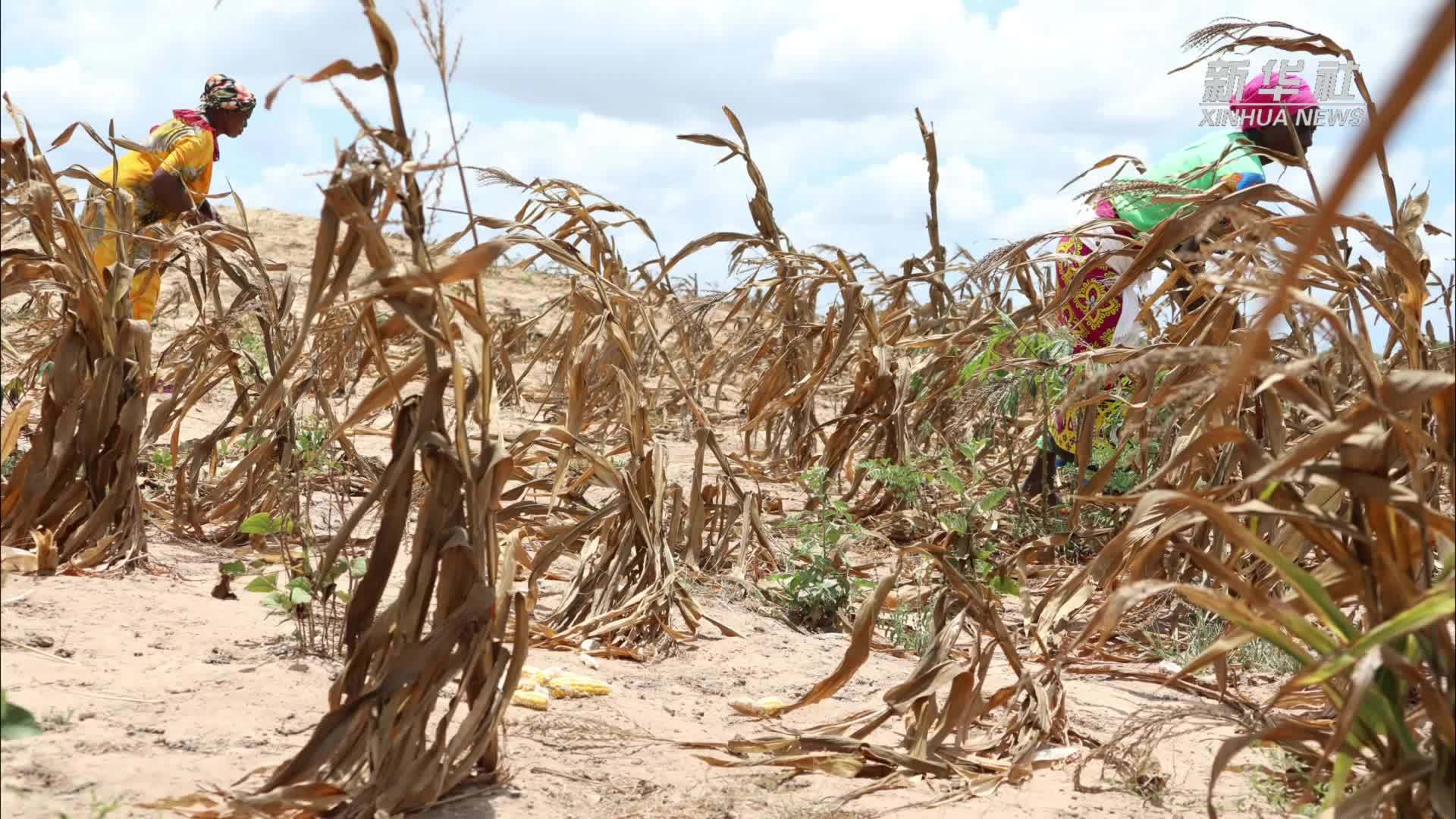 联合国报告称2023年全球约有7.33亿饥饿人口