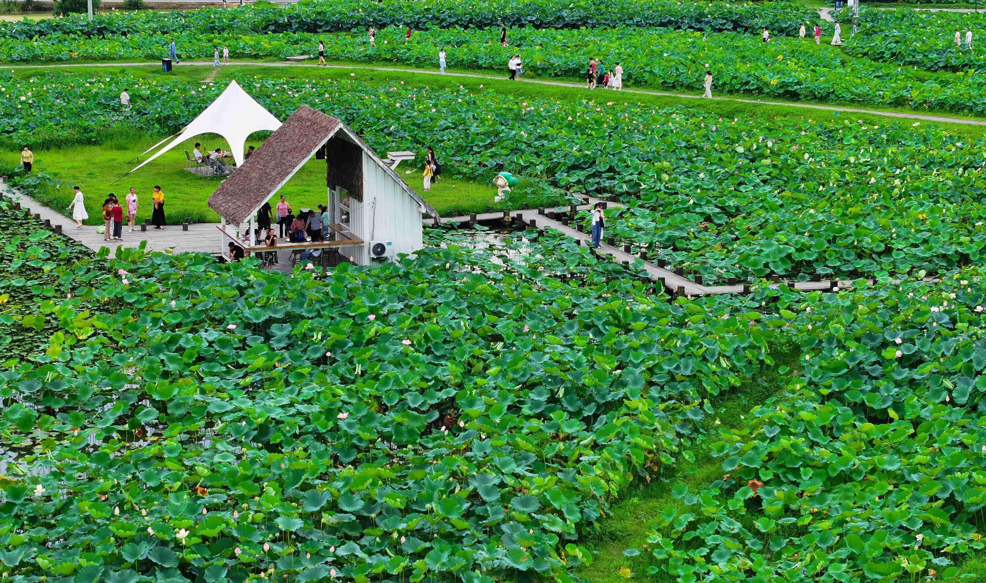（2024年7月20日，游客在安徽省合肥市肥西县山南镇长庄村千亩太空莲种植基地里游玩观赏（无人机照片）。 陈家乐 摄）