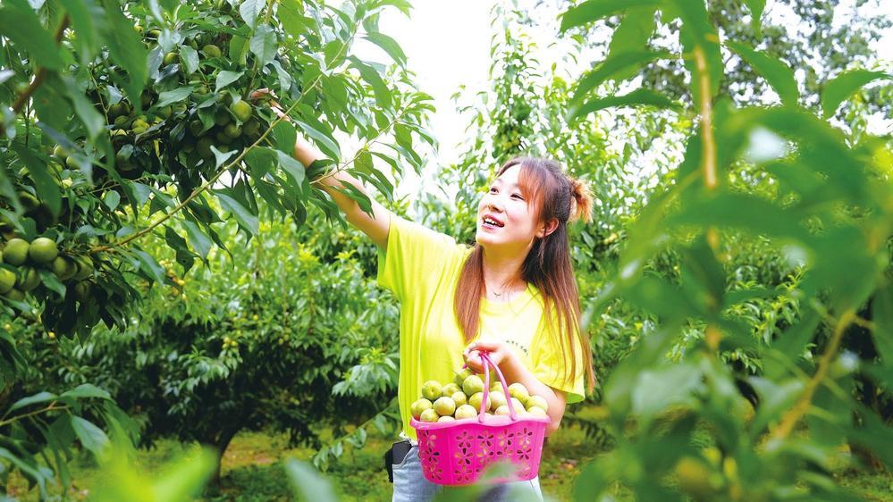 时下，徽县泥阳镇乔王村的李子成熟上市，吸引周边游人前来采摘。