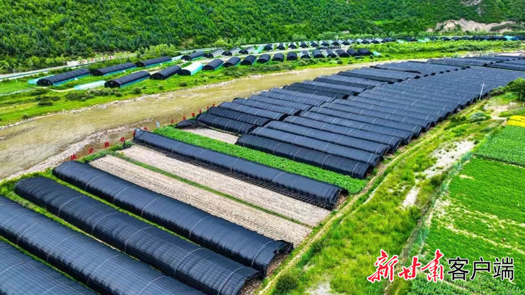 甘南州羊肚菌种植基地