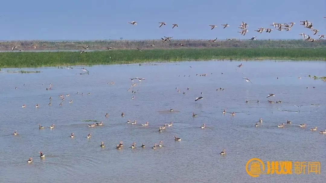 南昌湿地：“掌上明珠”耀赣鄱（图）