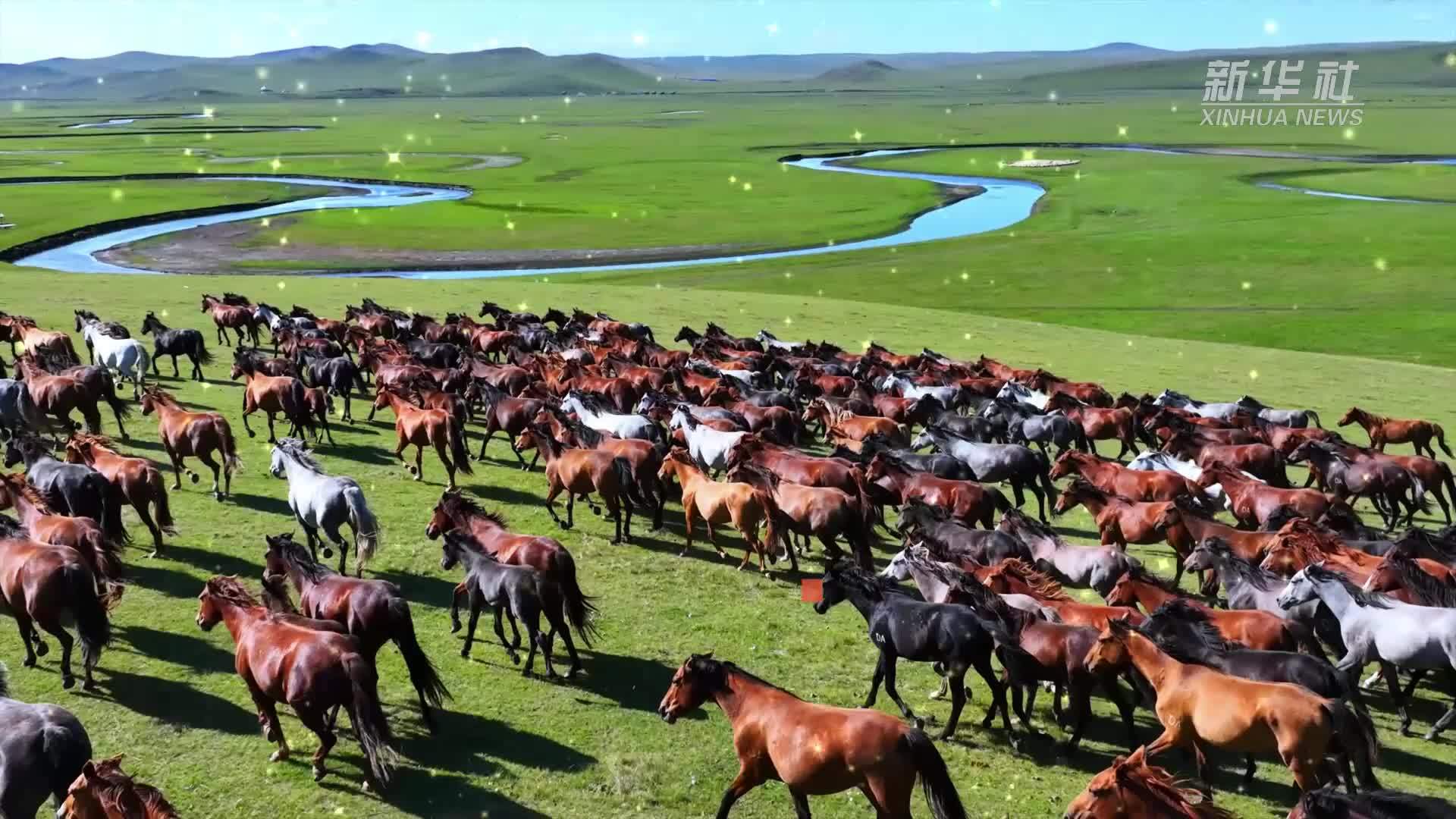 千城胜景｜盛夏陈巴尔虎旗生态美