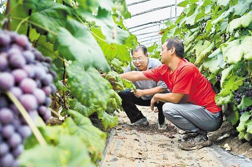 7月25日,饶阳县留楚镇胜利村,该县农业农村局果树站站长张铁兵(左)为葡萄种植户讲解汛期种植管理技术。 本报记者 焦磊摄