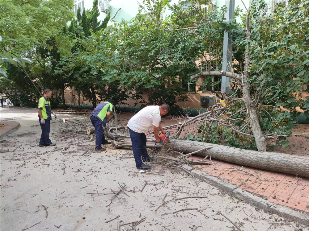 及时清理社区枯树，台东街道安全消除隐患“不放松”