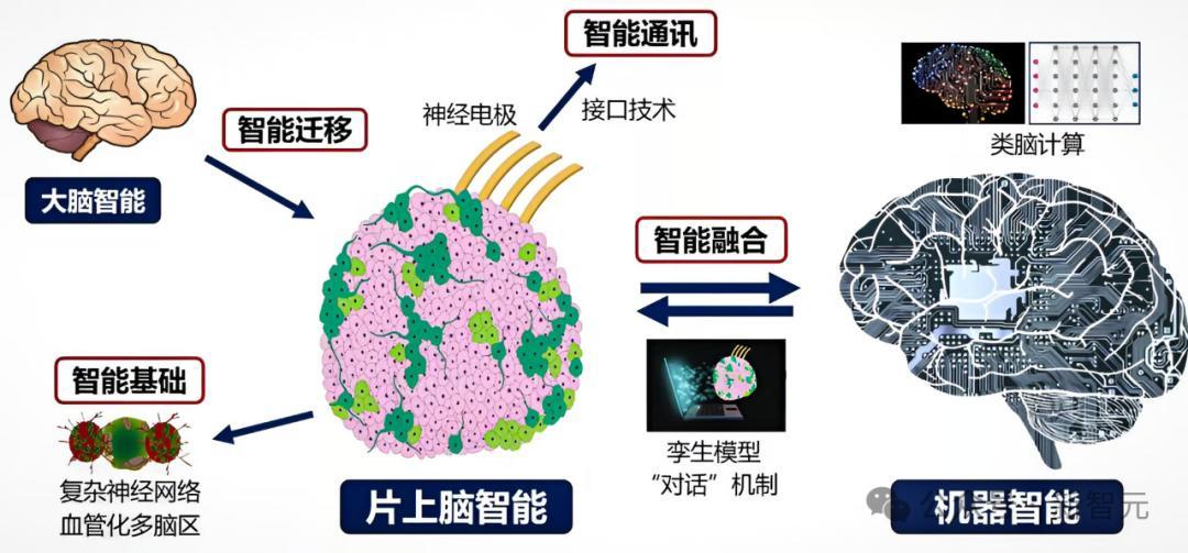 天津大学等提出首个“缸中大脑”控制机器人，脑机接口技术取得新突破