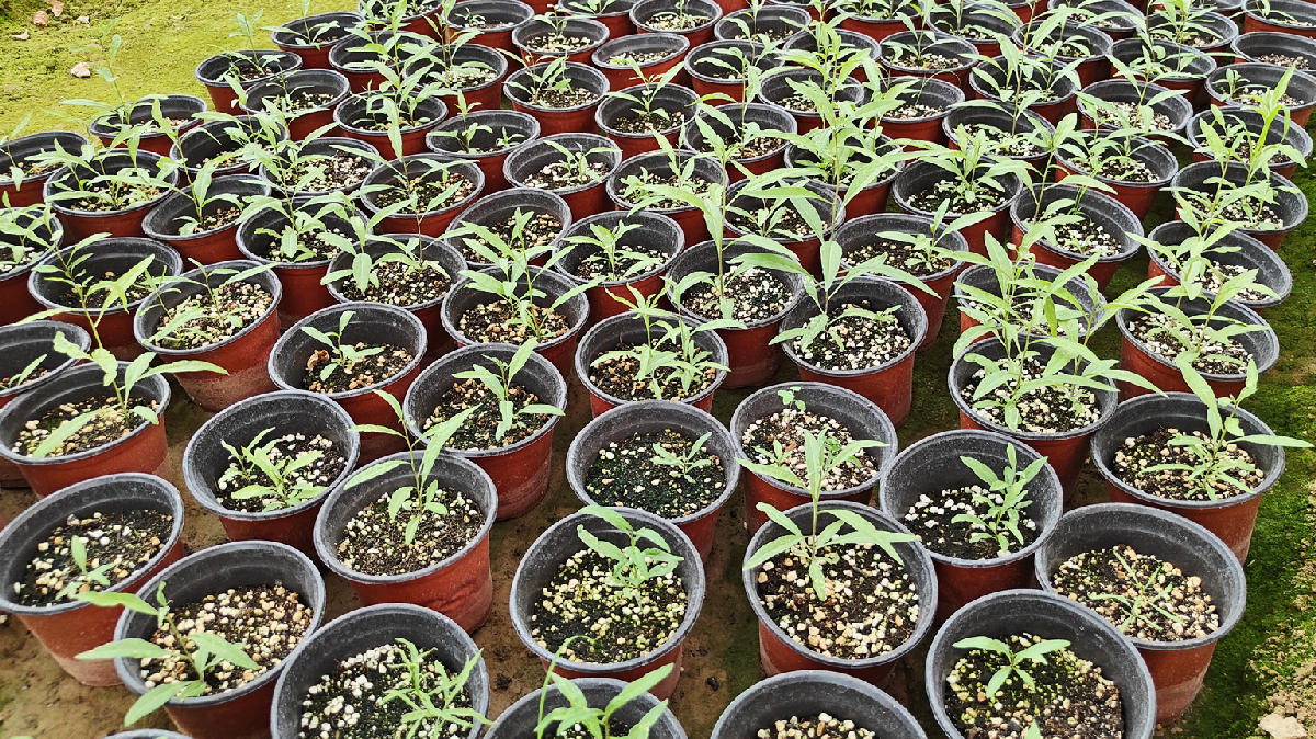 “甘杞2号”太空种子在靖远蔬菜科技创新中心长势喜人