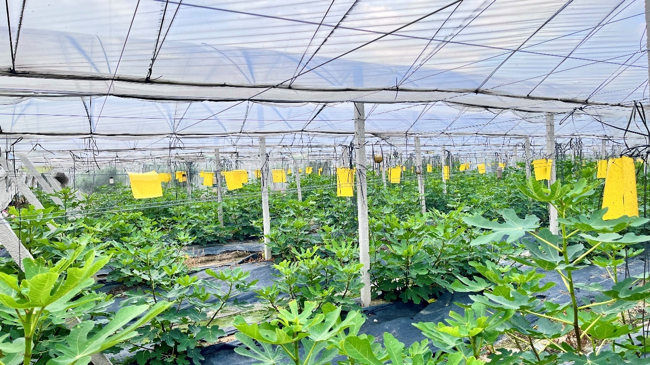 农场的现代化无花果种植大棚