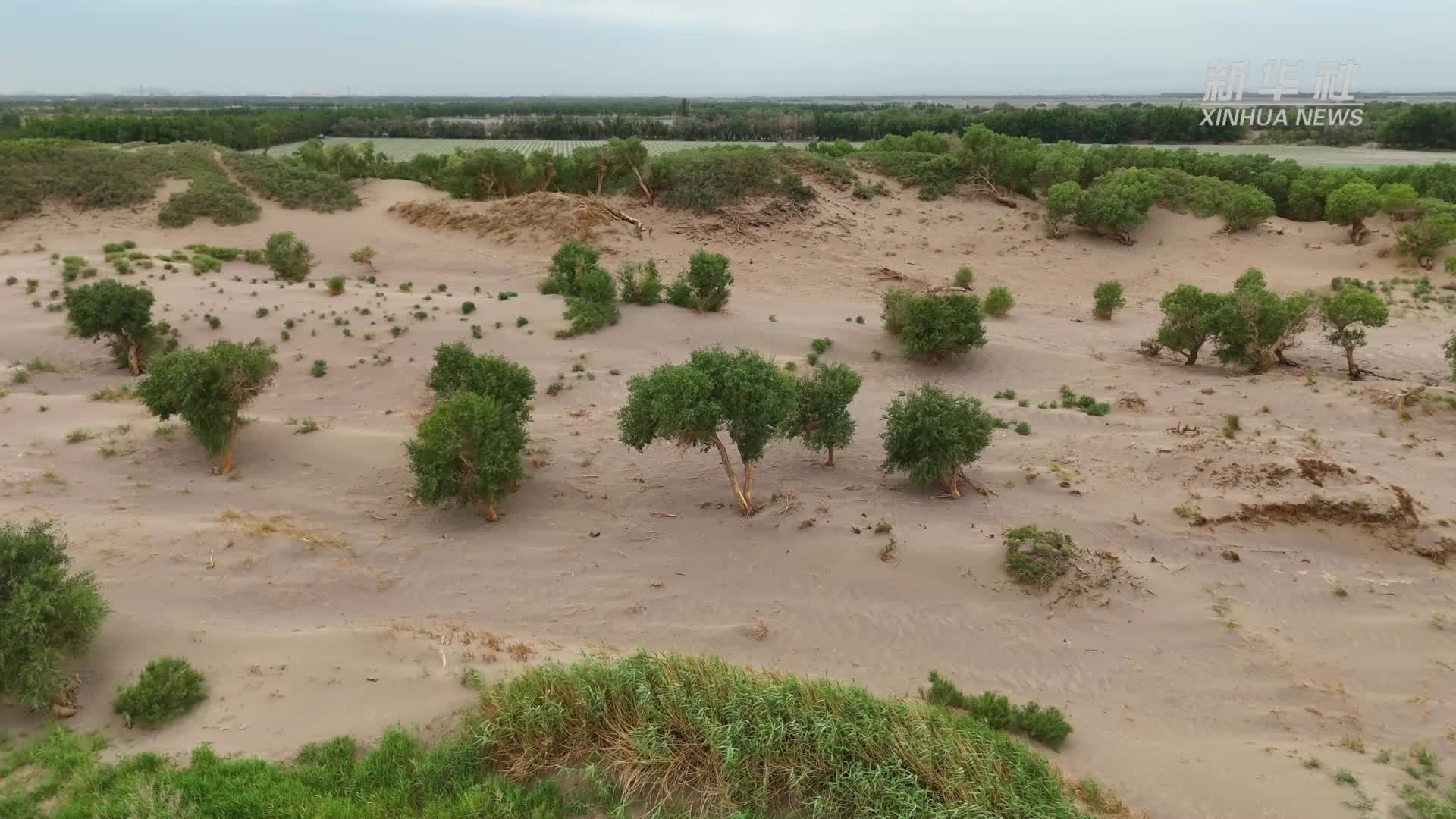 千城胜景｜大漠“三大怪”种出哈密瓜