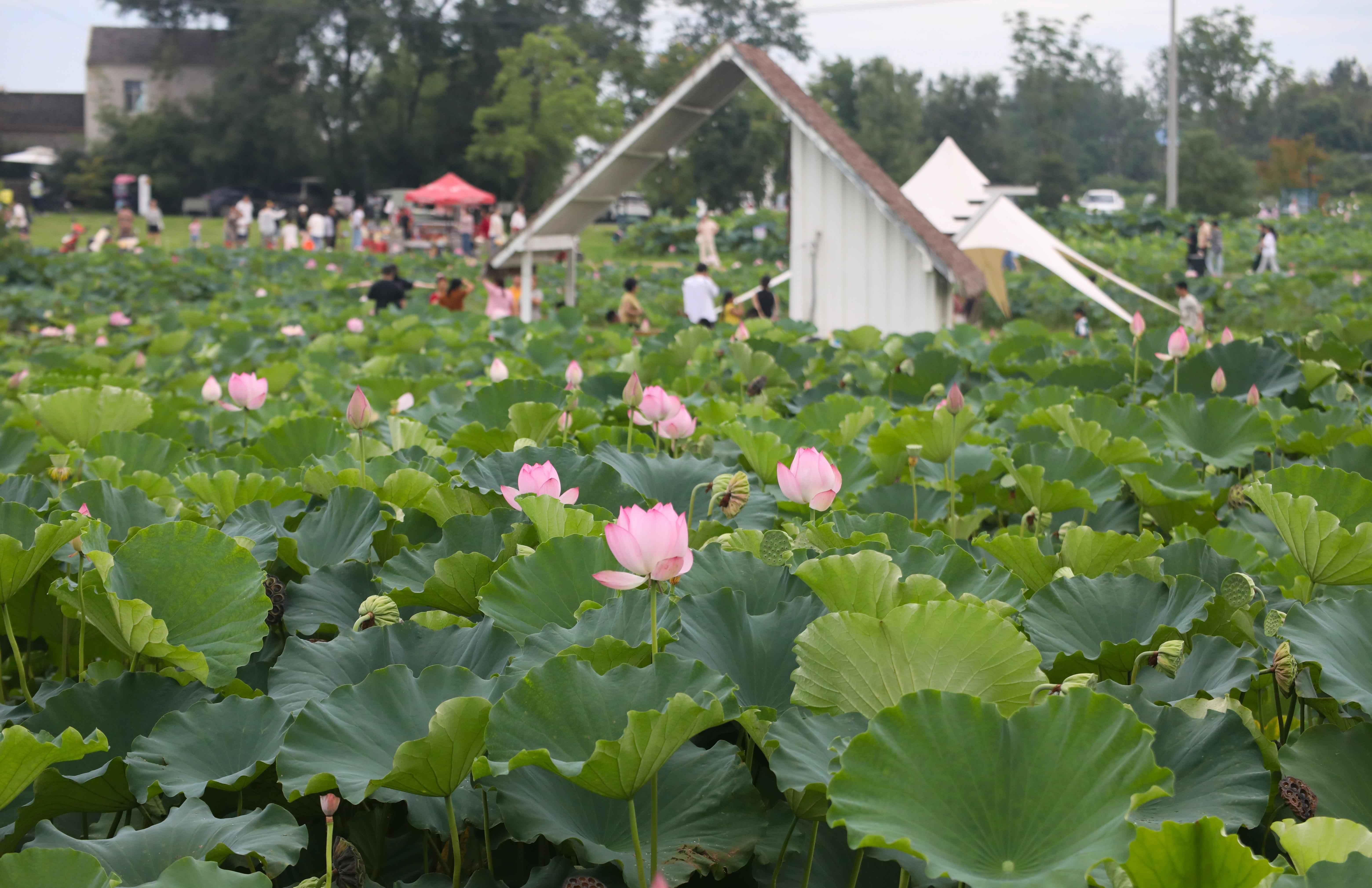 （2024年7月20日，游客在安徽省合肥市肥西县山南镇长庄村千亩太空莲种植基地里游玩观赏。 陈家乐 摄）
