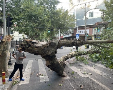 闹市街头一棵大树即将倾倒！