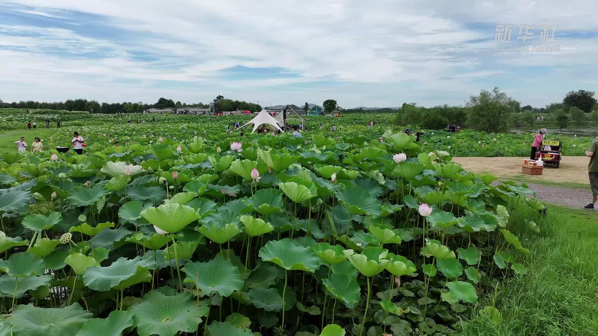 安徽肥西荷花盛开引客来