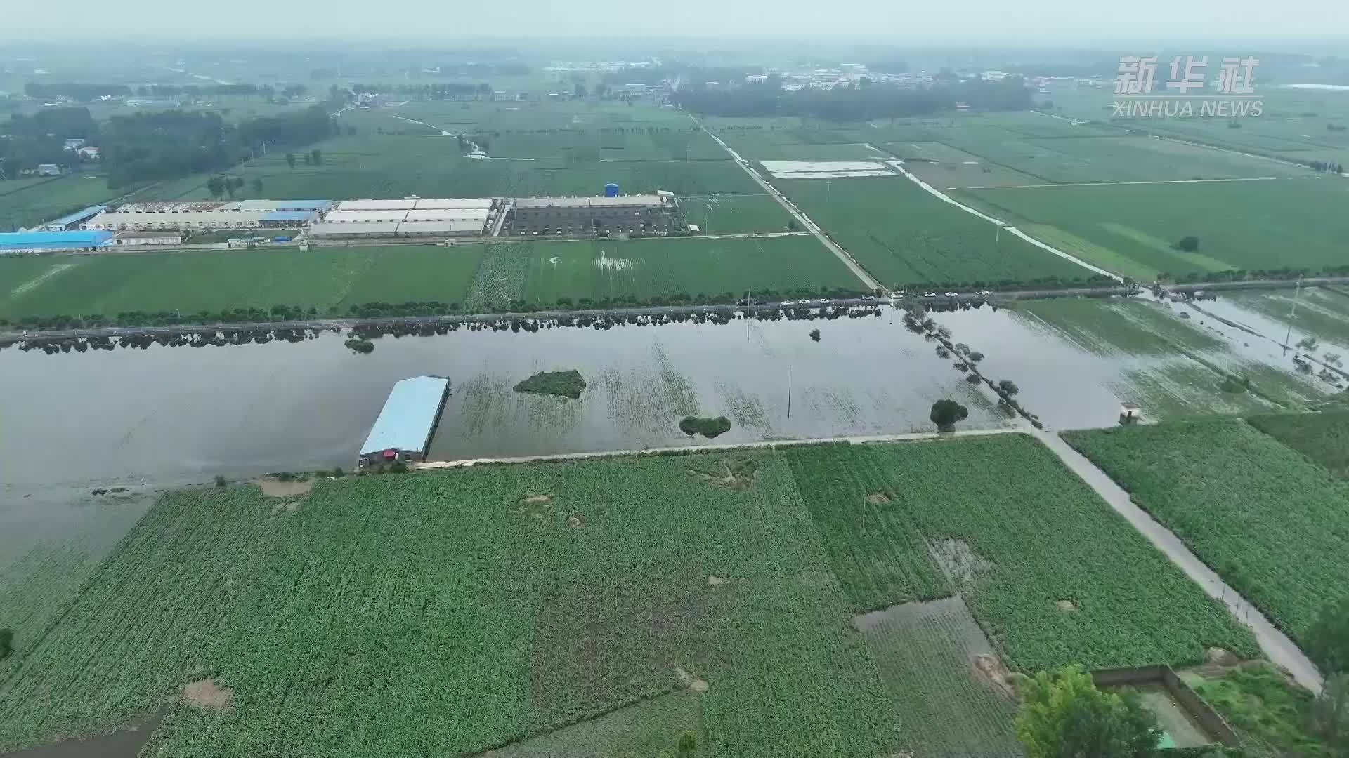 新华全媒+｜河南开展灾后农田管理 全力恢复农业生产