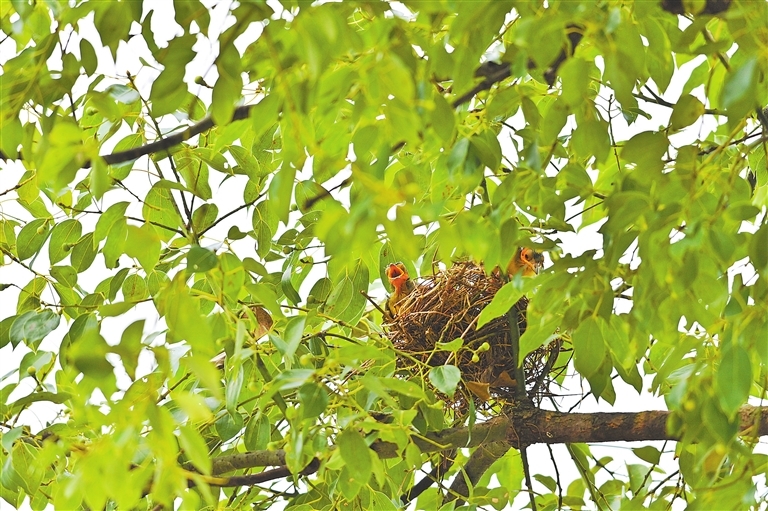 7月9日，婺源縣太白鎮(zhèn)曹門村的藍冠噪鹛家族又添新丁。