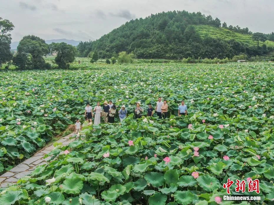 图为航拍游客在莲池中赏花。刘力鑫 摄