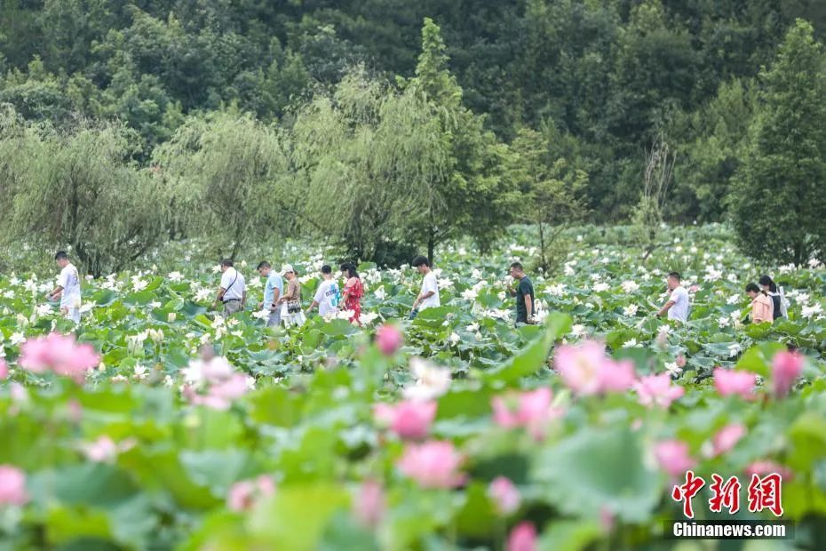 游客穿行于莲池中赏花。刘力鑫 摄