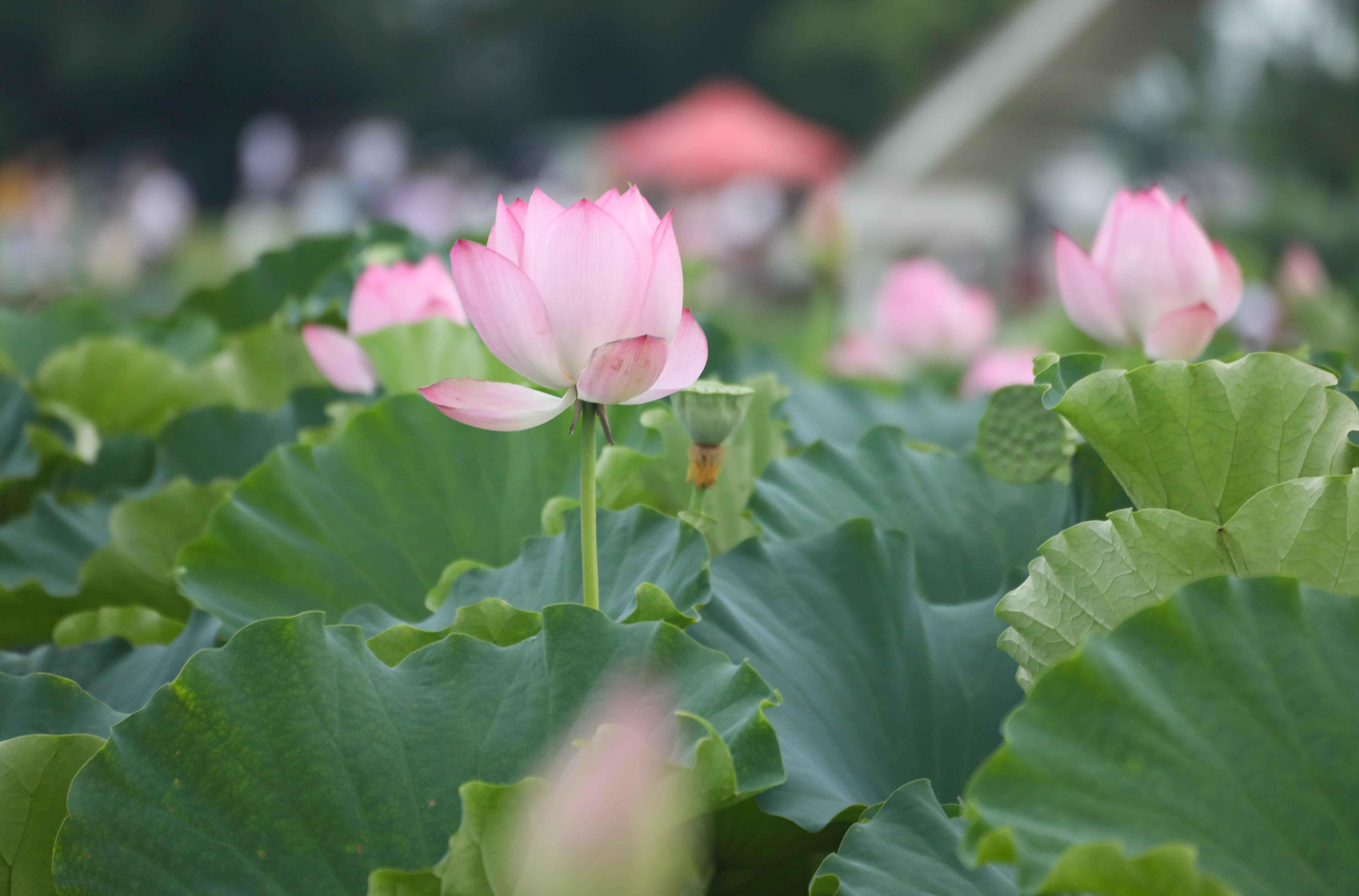 （2024年7月20日，在安徽省合肥市肥西县山南镇长庄村千亩太空莲种植基地，朵朵荷花盛开。 陈家乐 摄）