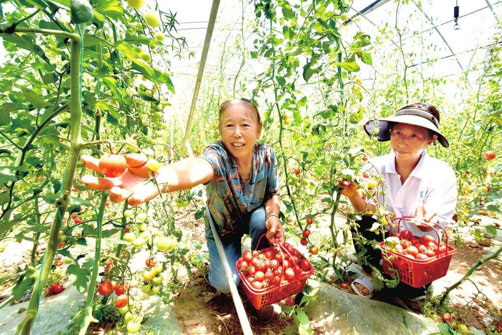 近日，宕昌县何家堡乡河口村蔬菜产业园里，菜农在采摘成熟的圣女果。近年来，宕昌县依托光热土资源优势，大力发展高原夏菜产业，高原夏菜已成为带动群众增收致富的主导产业。新甘肃·甘肃经济日报通讯员　刘国庆　摄