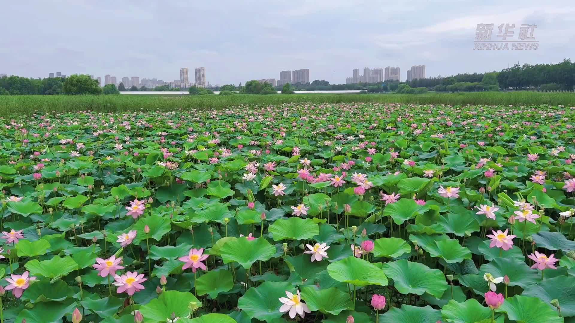 哈尔滨：荷花盛放惊艳夏日