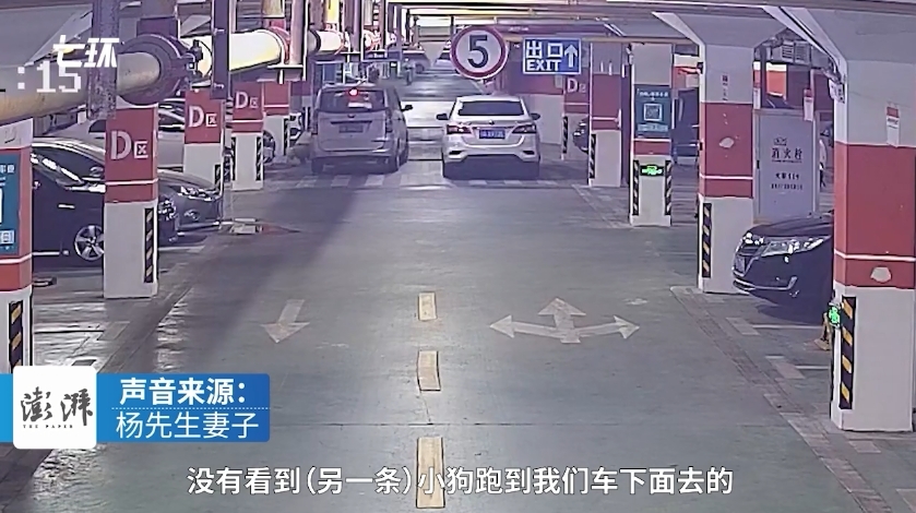 未拴绳狗遭碾压女主人砸车打人 警方：若回武汉会传唤