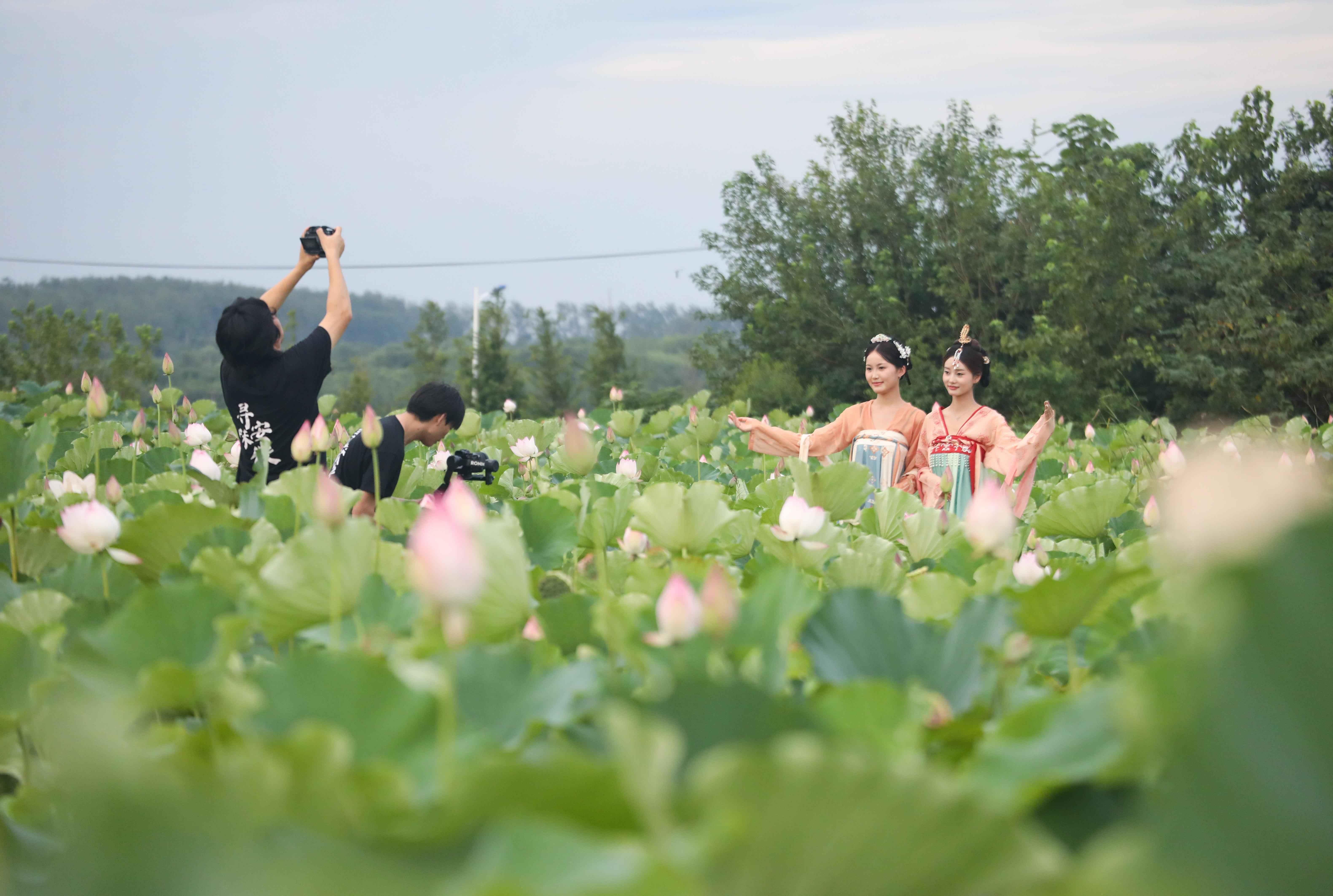 （2024年7月20日，游客身穿汉服在安徽省合肥市肥西县山南镇长庄村千亩太空莲种植基地里拍照留念。 陈家乐 摄）