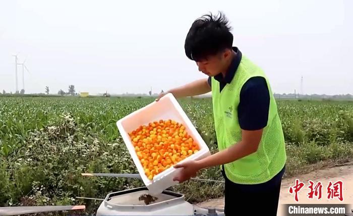 在德州庆云县，工作人员往植保无人机里放蜂球，用于玉米田的病虫害防治。庆云县委宣传部供图