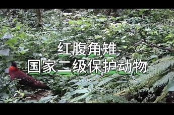 红腹角雉 国家二级保护动物