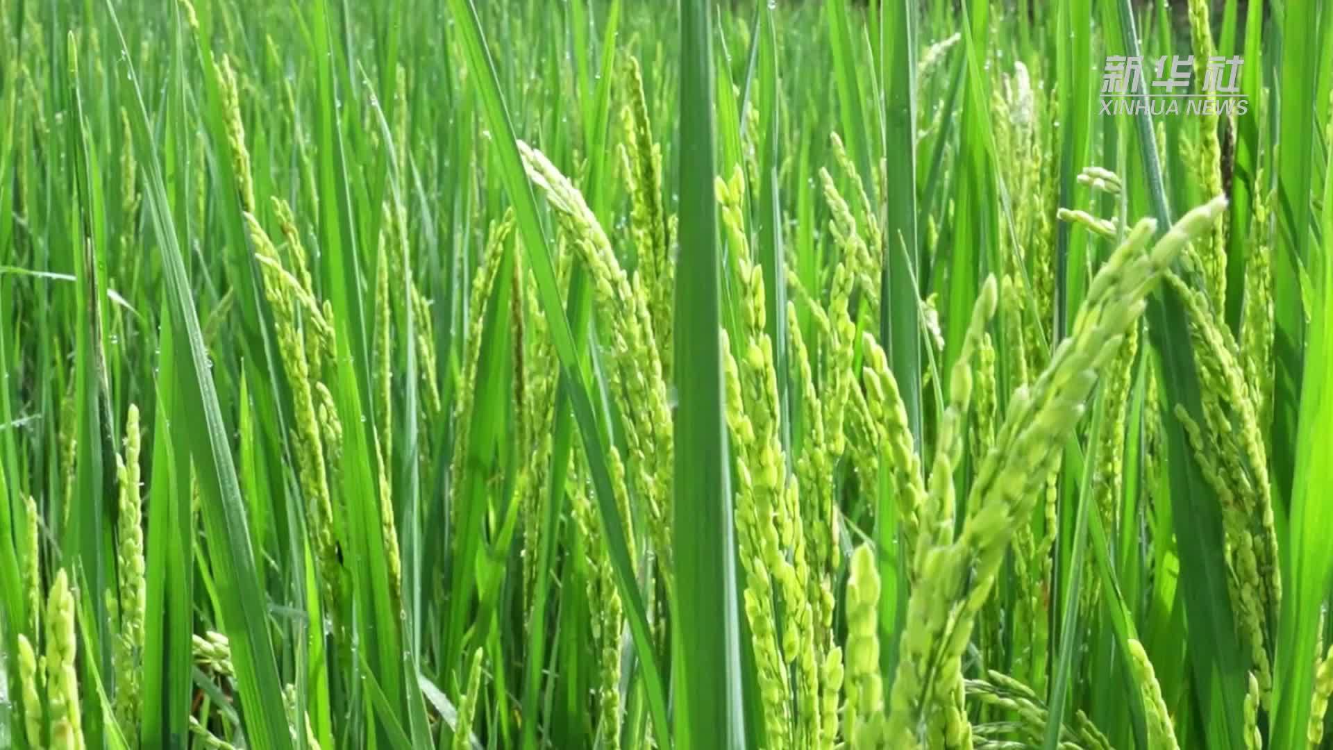 云南澜沧：大暑至 鱼宴香