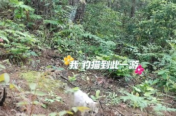 南山国家公园东安舜皇山片区 发现湖南省植物新记录“金佛山景天