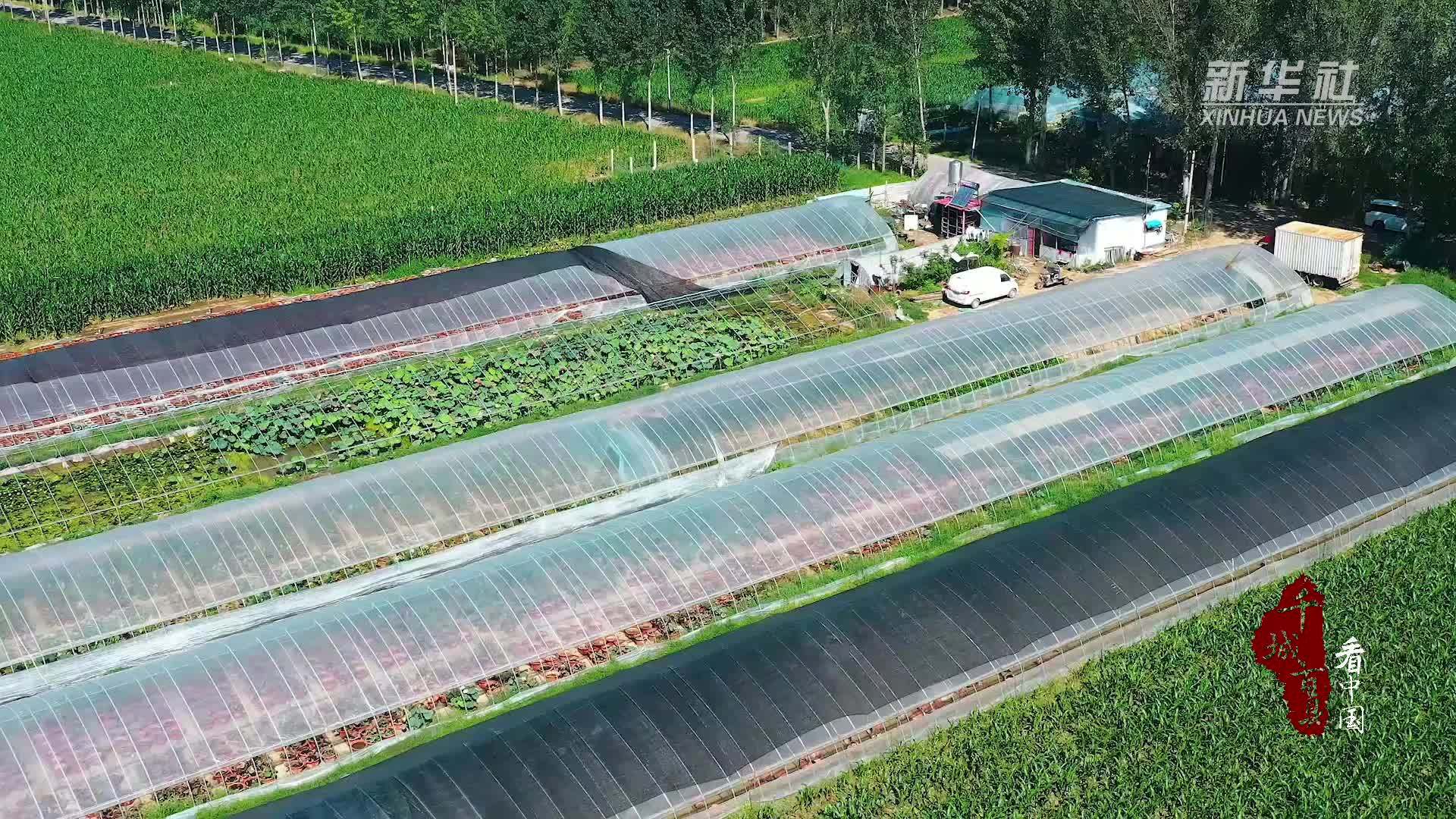 千城百县看中国｜河北三河：“荷花经济”为乡村振兴添活力