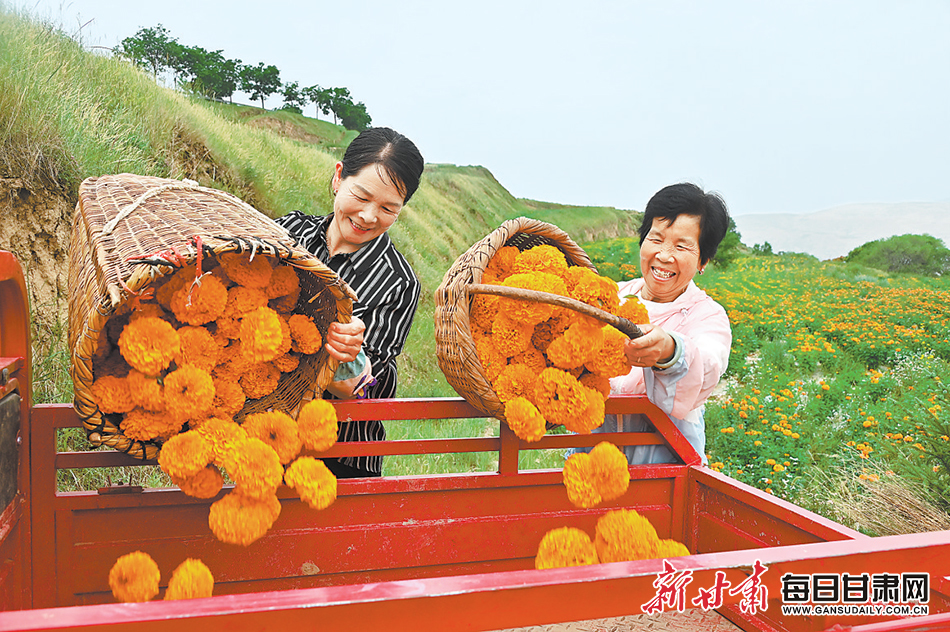 近日，陇西县渭阳乡种植的万寿菊迎来丰收季，种植基地里花农们奔忙于花海间采摘万寿菊。新甘肃·甘肃日报通讯员　张爱平