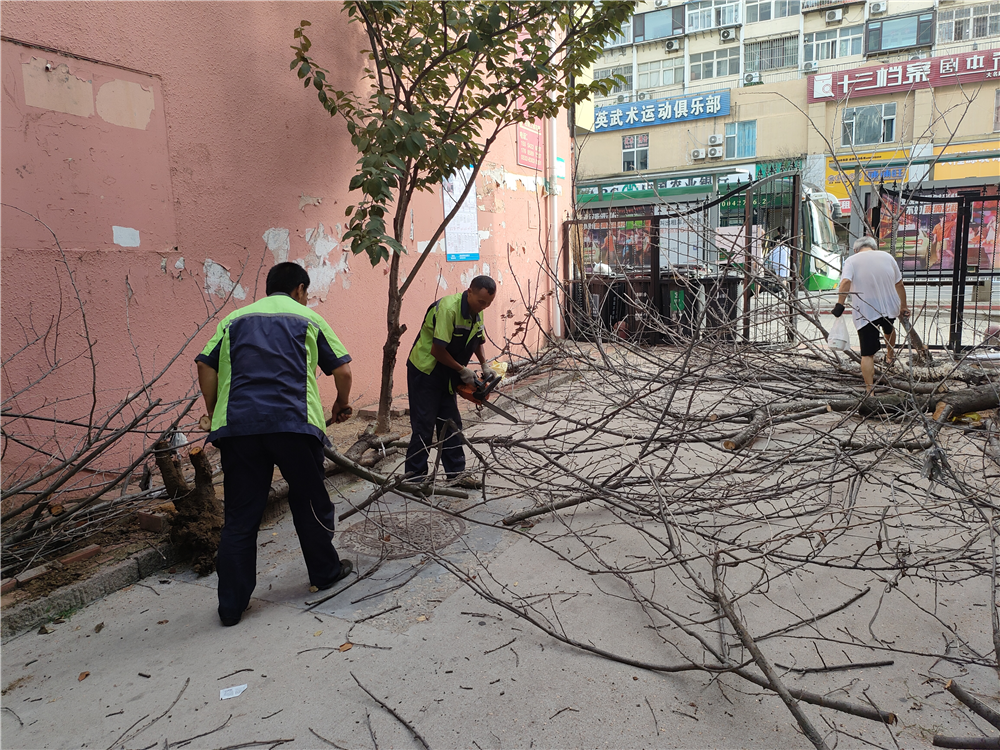 及时清理社区枯树，台东街道安全消除隐患“不放松”