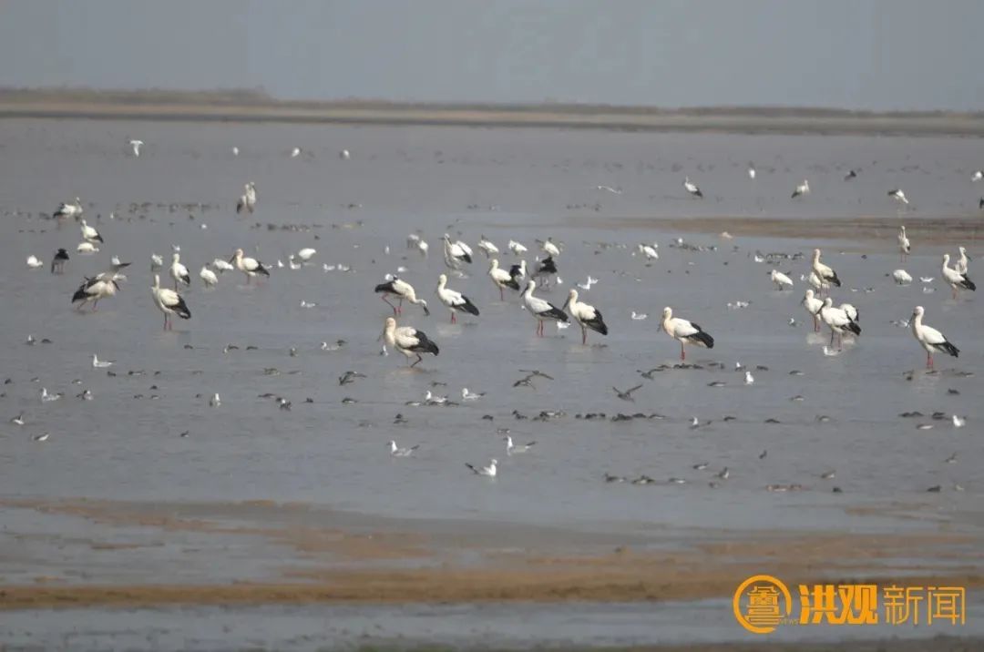 南昌湿地：“掌上明珠”耀赣鄱（图）