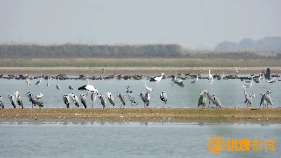 南昌湿地：“掌上明珠”耀赣鄱（图）