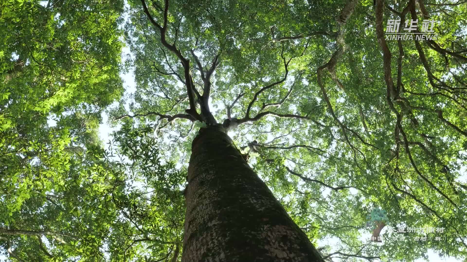 微视频|古树名木:茶盘洲古楠树_凤凰网资讯_凤凰网