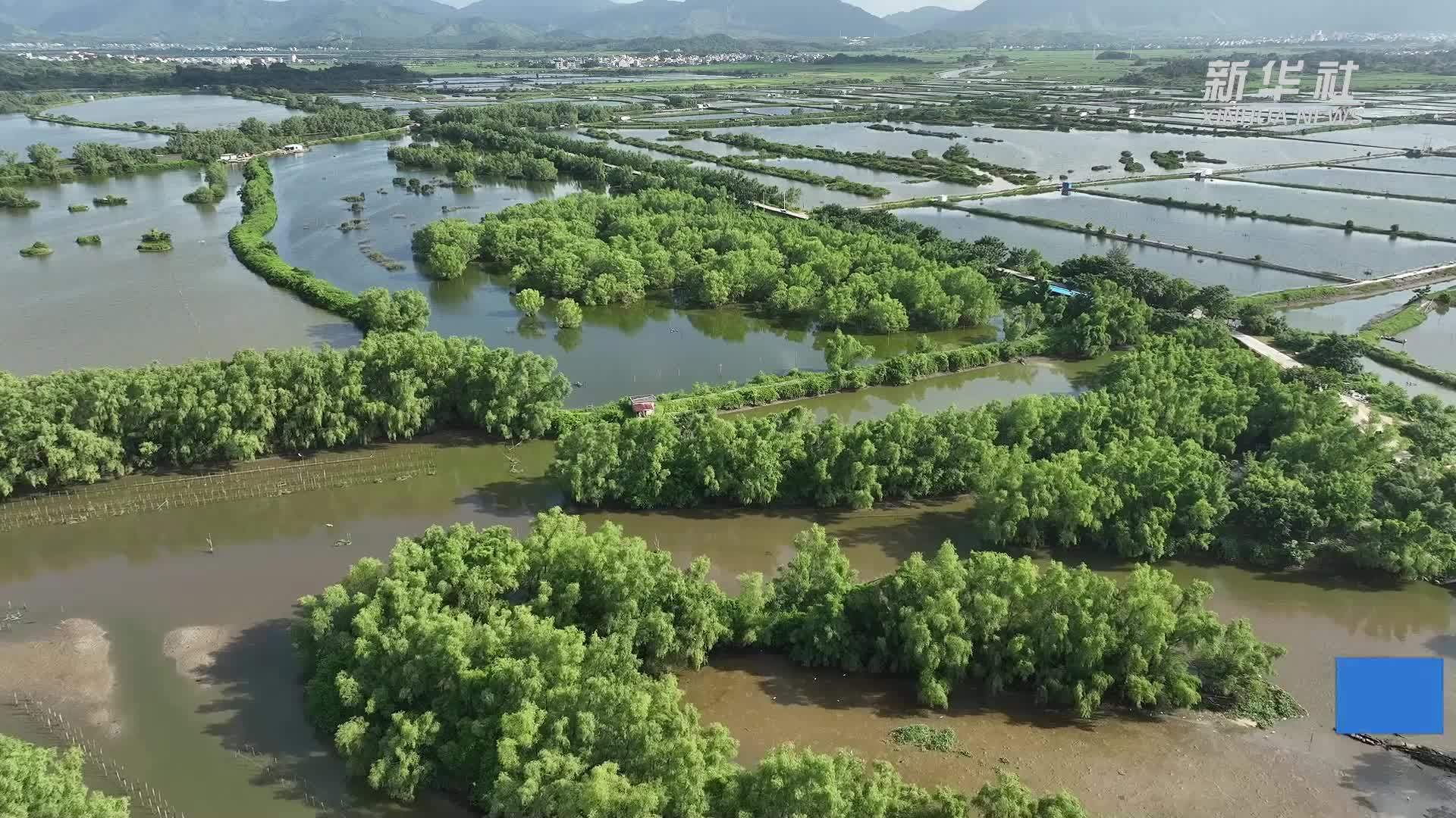 保护红树林生态系统国际日丨广东持续保护修复红树林 守护“海岸卫士”