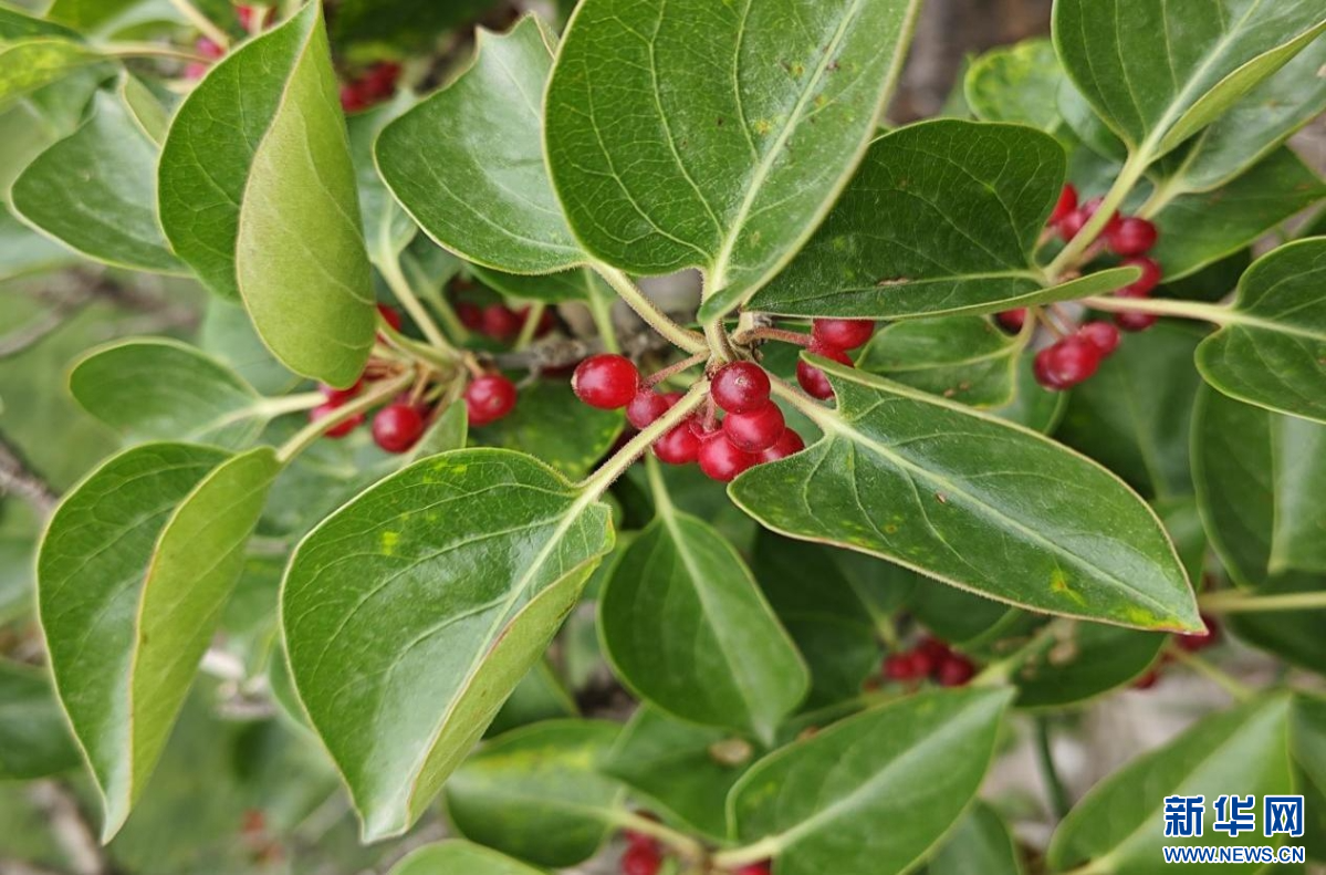 果实成熟的丁香叶忍冬。河北省林业和草原局供图