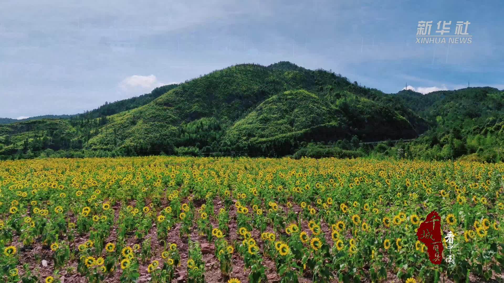 千城百县看中国｜福建寿宁：向日葵花海的浪漫宣言