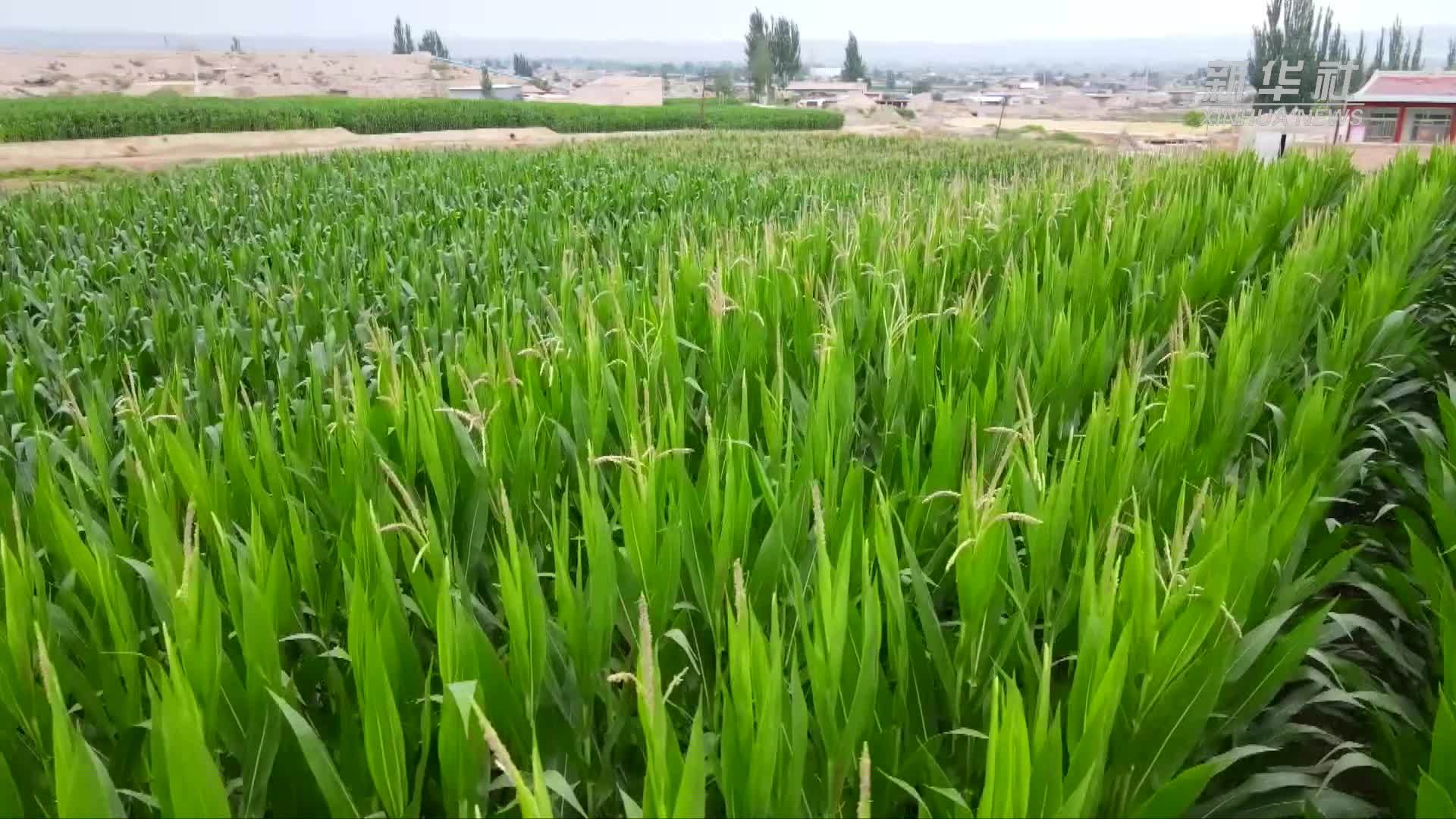 盐碱新生机 振兴新动力