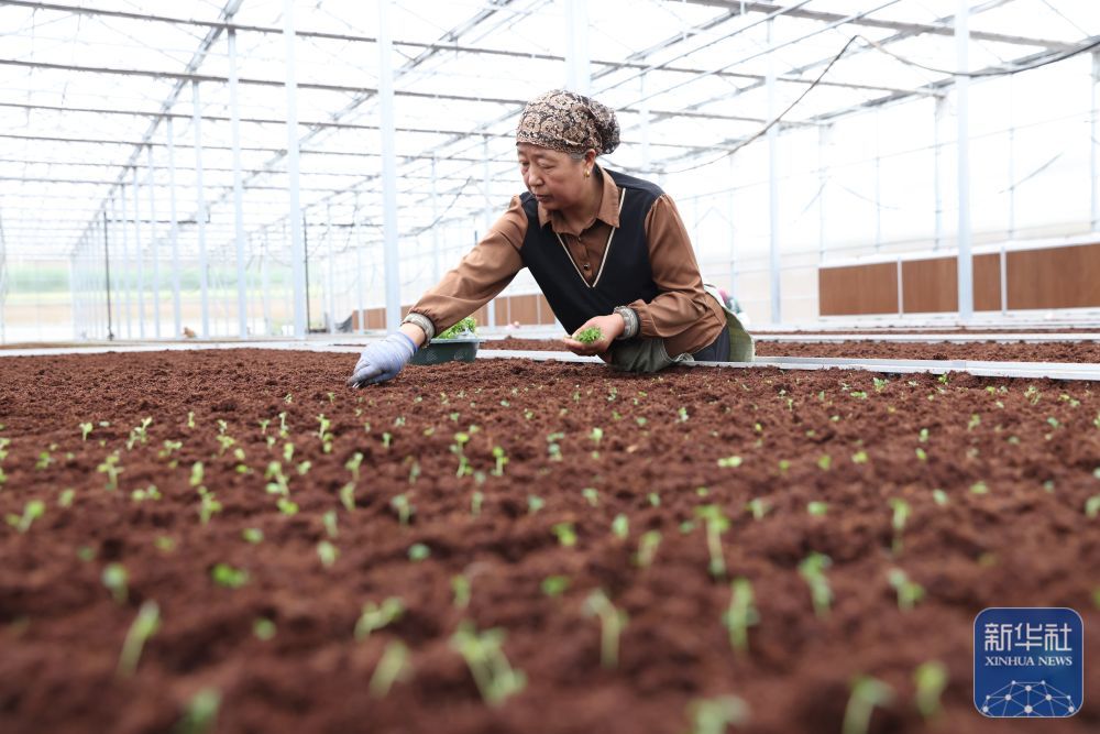 7月24日，工作人员在甘肃定西马铃薯研究所的温室内栽种马铃薯脱毒苗。新华社记者　吕帅　摄
