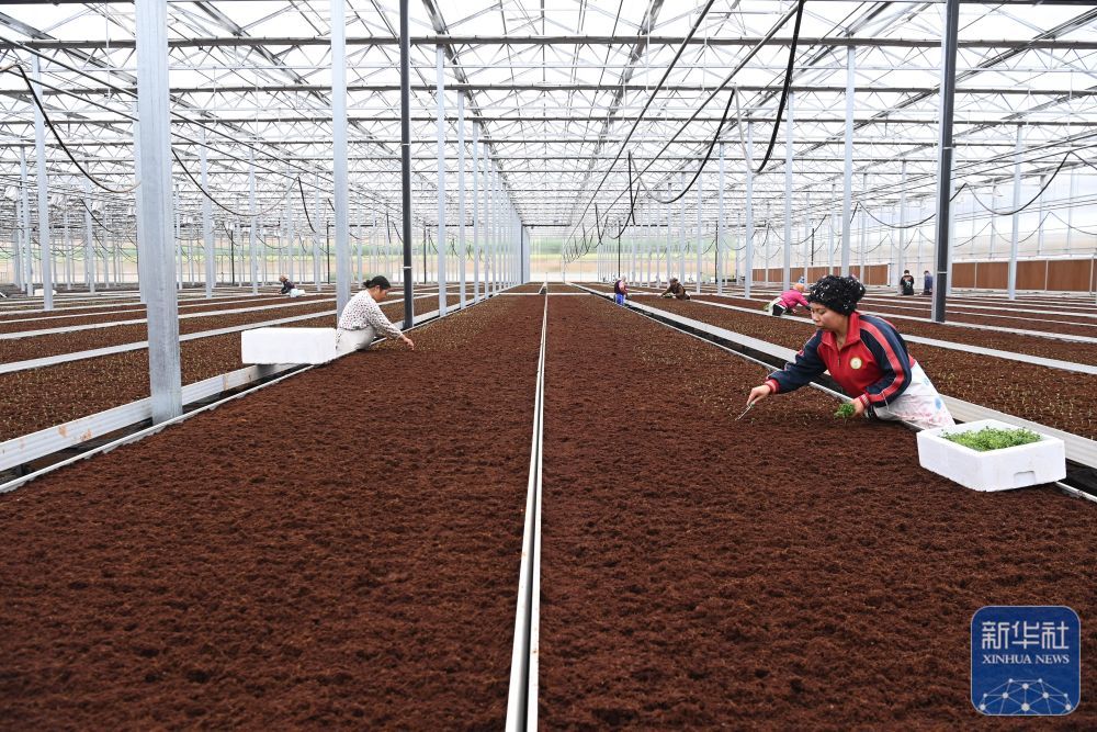 7月24日，在定西马铃薯研究所，工人移栽马铃薯脱毒试管苗。新华社记者　范培珅　摄