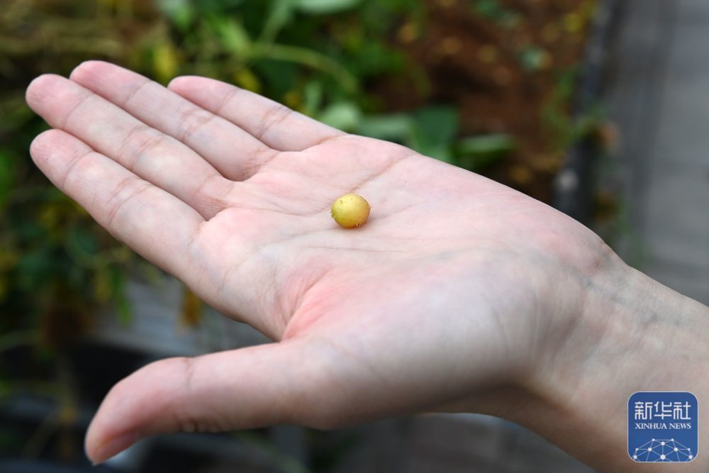 这是7月24日在定西马铃薯研究所拍摄的马铃薯原原种　新华社记者　范培珅　摄