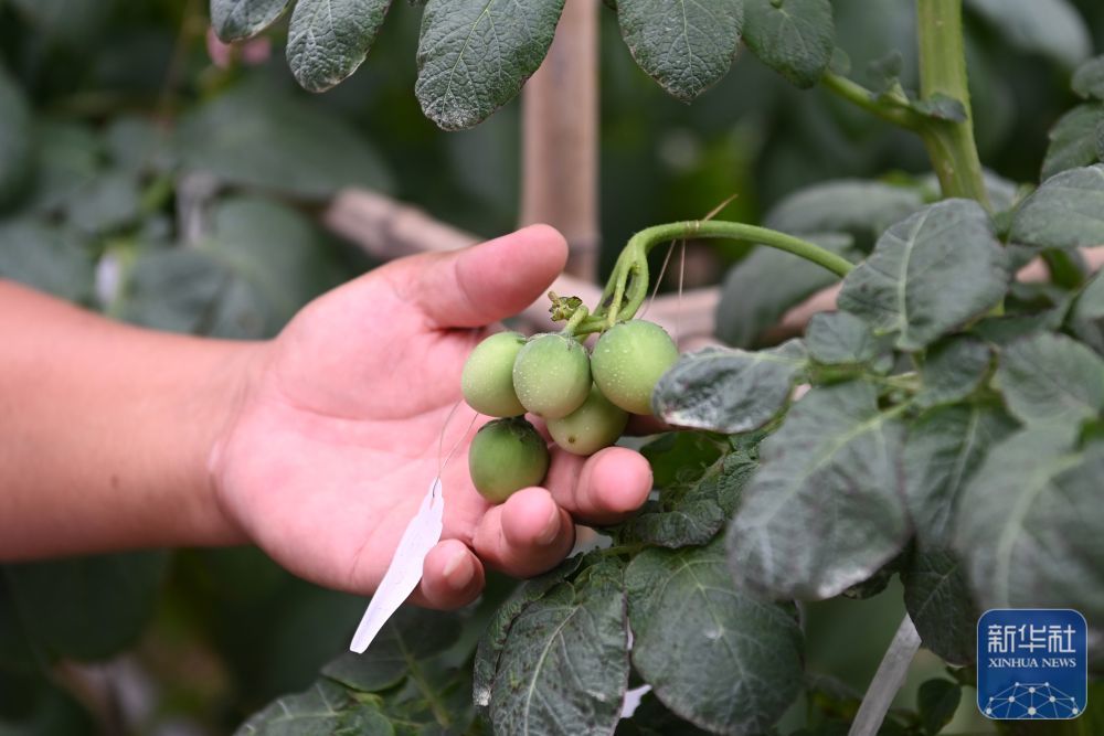 这是7月24日在定西马铃薯研究所拍摄的马铃薯浆果　新华社记者　范培珅　摄