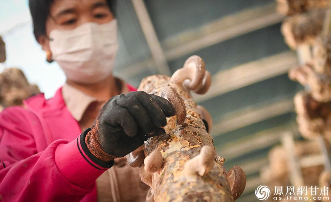 农户在采摘幸福的劳动成果　李亚龙　摄