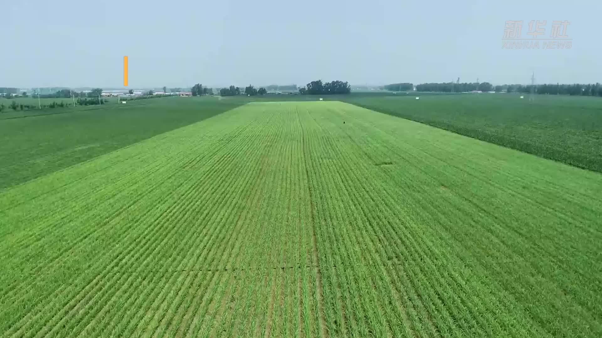 锚定现代化 改革再深化｜记者观察：智慧农场引领现代农业新潮流