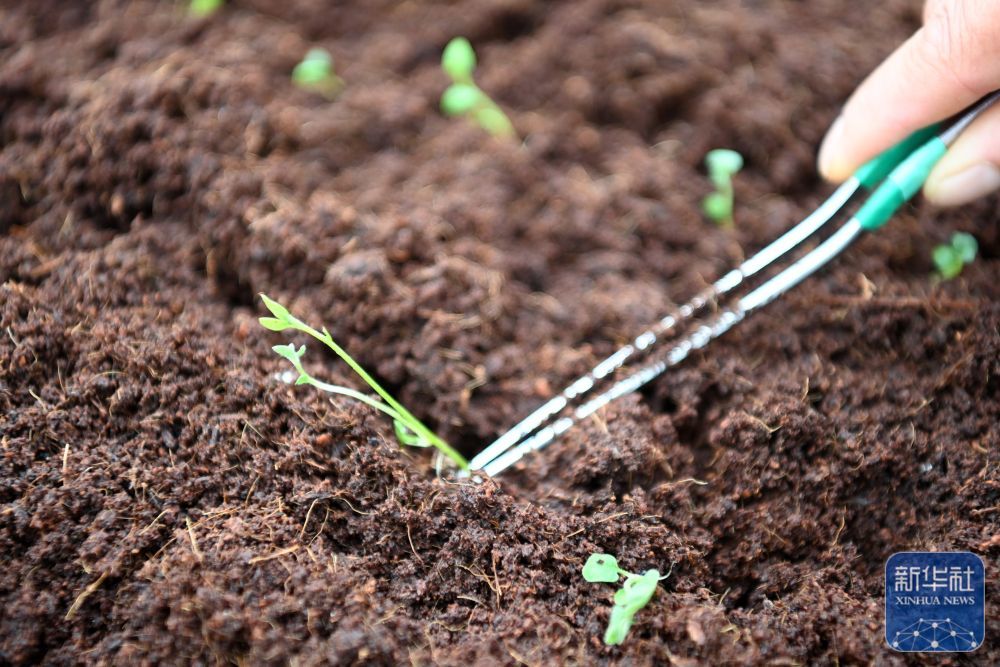 7月24日，在定西马铃薯研究所，工人移栽马铃薯脱毒试管苗。新华社记者　范培珅　摄