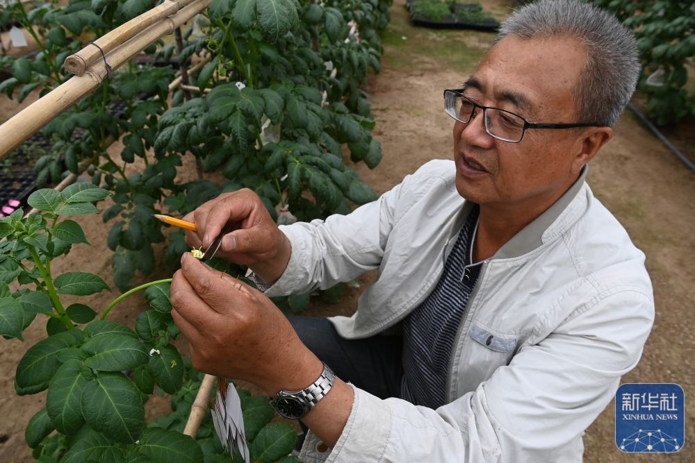 7月24日，在定西马铃薯研究所，研究人员给马铃薯植株授粉。新华社记者　范培珅　摄