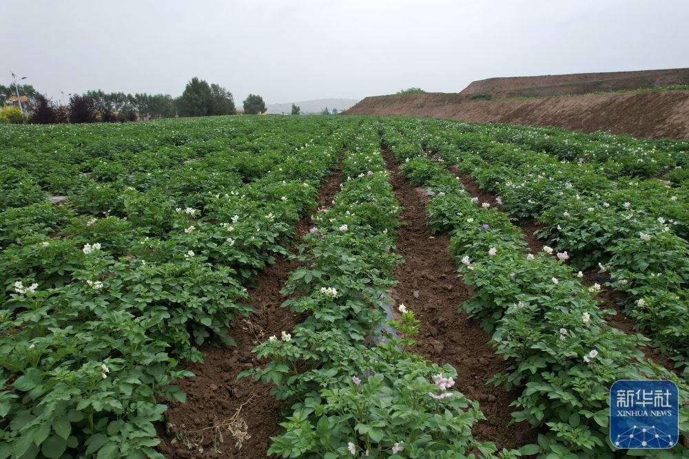 这是7月24日在定西市安定区香泉镇拍摄的开花期的马铃薯　新华社记者　范培珅　摄